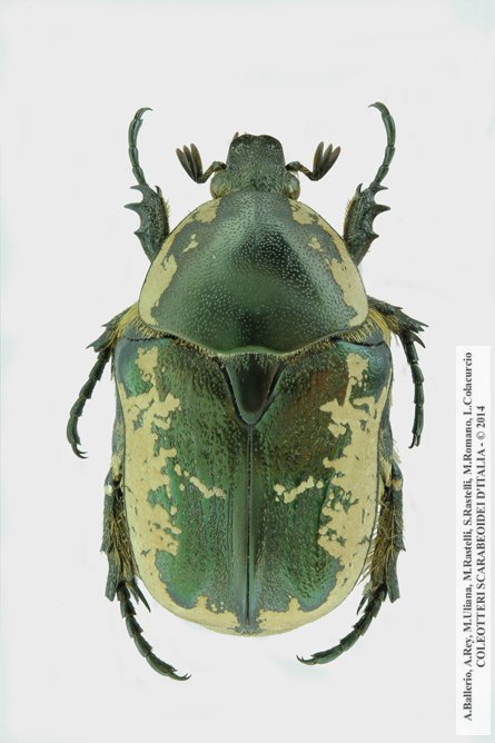 Protaetia squamosa squamosa
